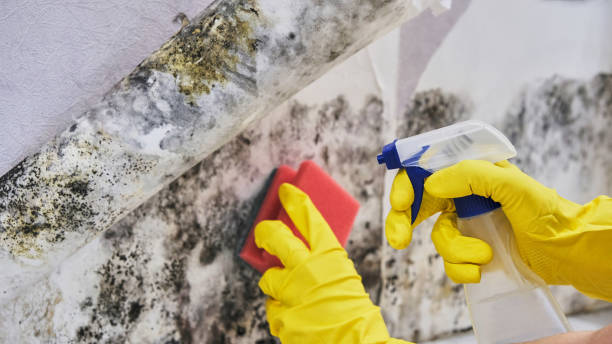 Best Mold Remediation for Specific Building Types in Reynolds Heights, PA